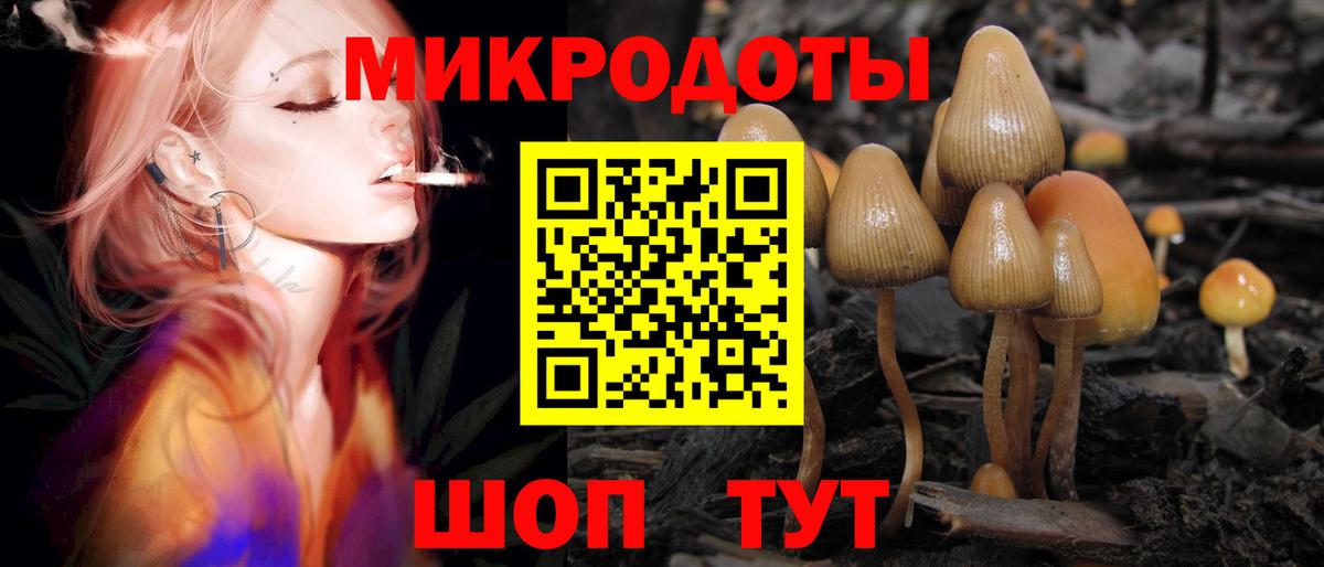 Псилоцибиновые грибы Psilocybe Кирово-Чепецк